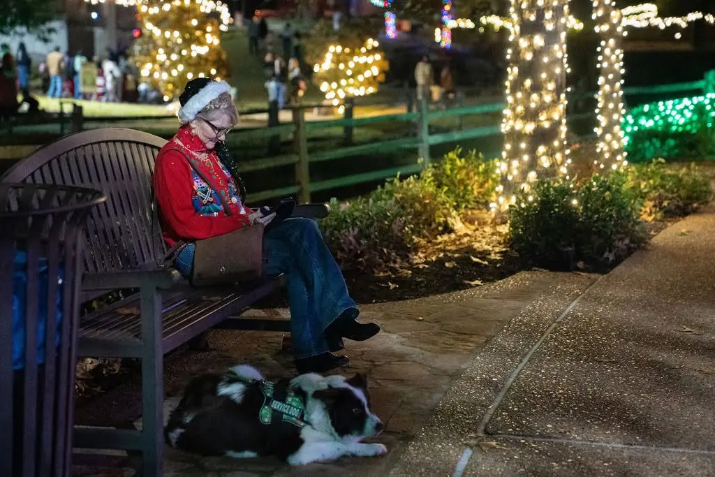 Park bench beside a tree wrapped in colorful lights